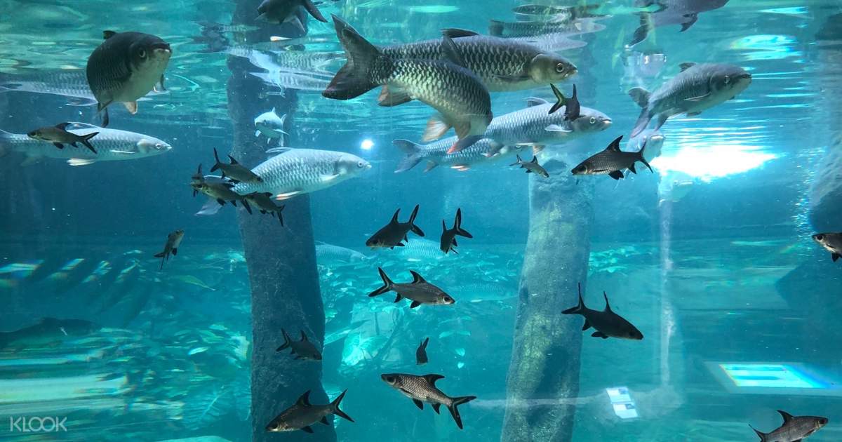 Langkawi underwater world admission ticket in malaysia klook malaysia